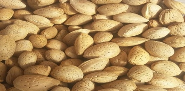 خرید و قیمت بادام ربیع با پوست